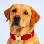 Ruby Red Velvet Collar & Leash