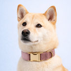 Mauve Velvet Collar & Leash