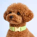 Apple Fruit Green Corduroy Collar & Leash