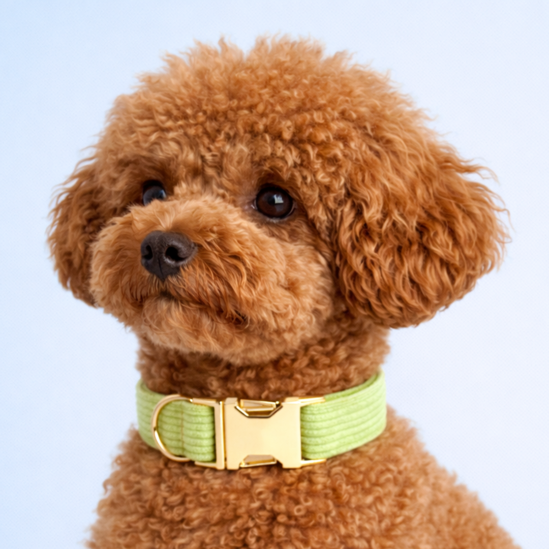 Apple Fruit Green Corduroy Collar & Leash